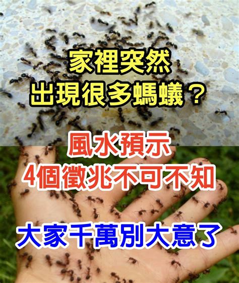 螞蟻突然出現原因|為什麼浴室突然很多螞蟻？浴室螞蟻從牆壁或排水孔鑽。